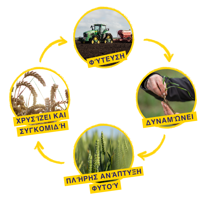 Weetabix Wheat Cycle Diagram